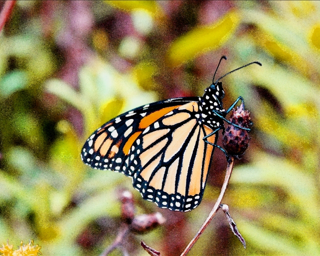 Monarch Buttefly